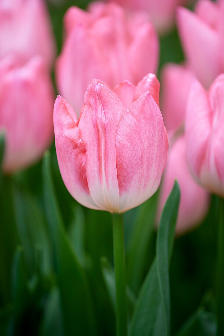 Tulipa Christmas Pearl