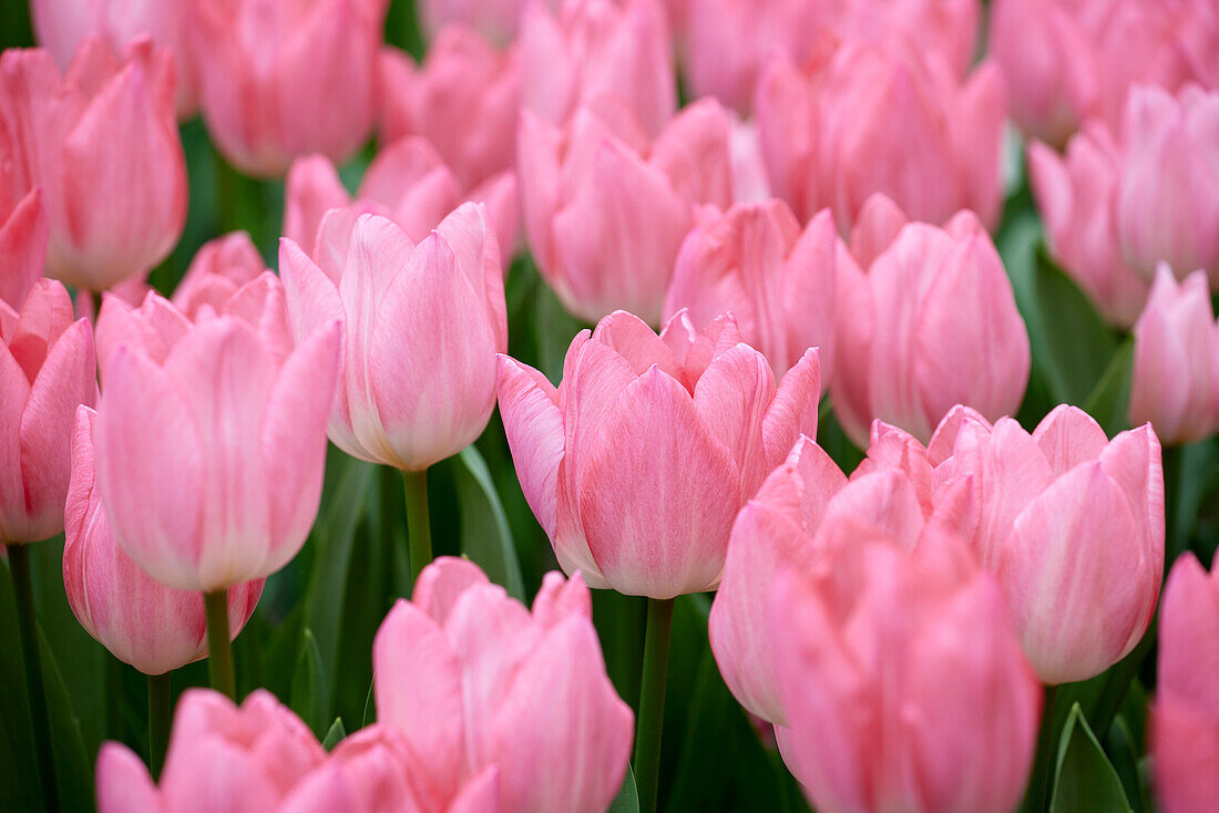 Tulpe (Tulipa) 'Christmas Pearl'