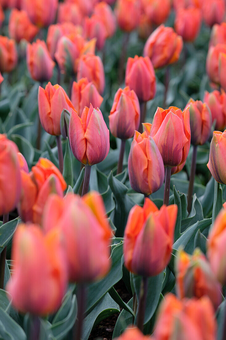 Tulpe (Tulipa) 'Hermitage'