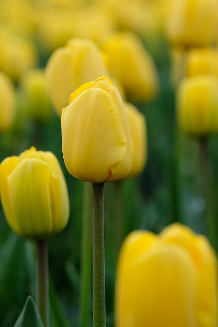 Tulpe (Tulipa) 'Golden Parade'