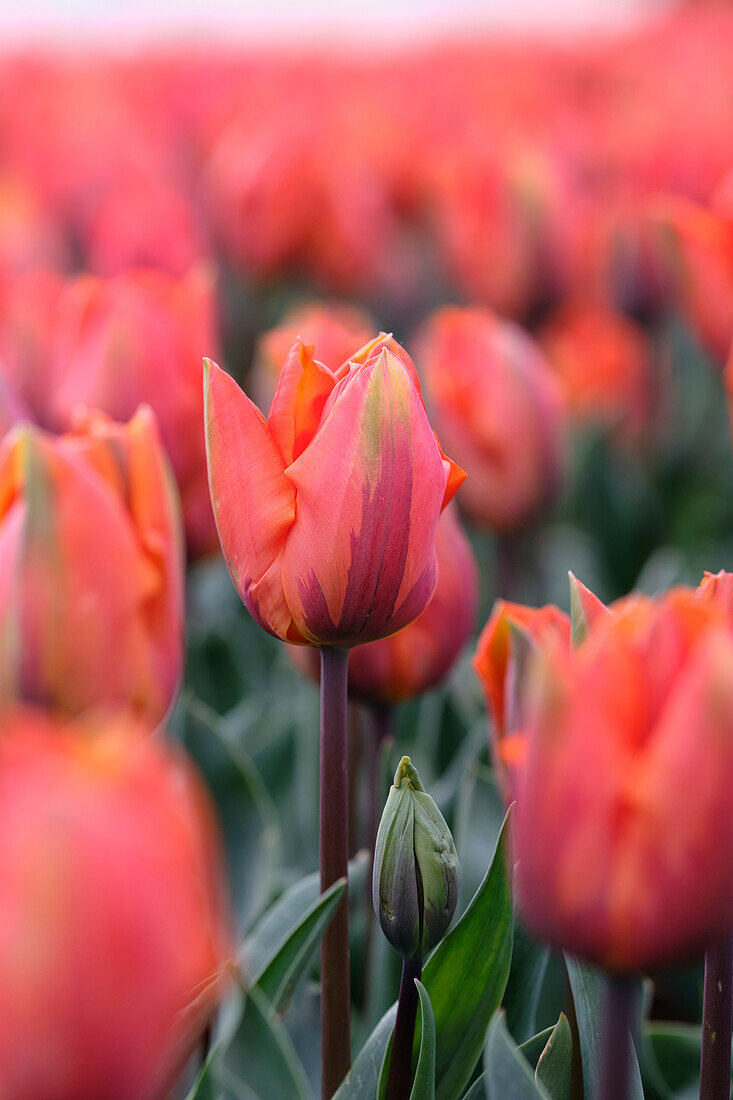 Tulpe (Tulipa) 'Hermitage'