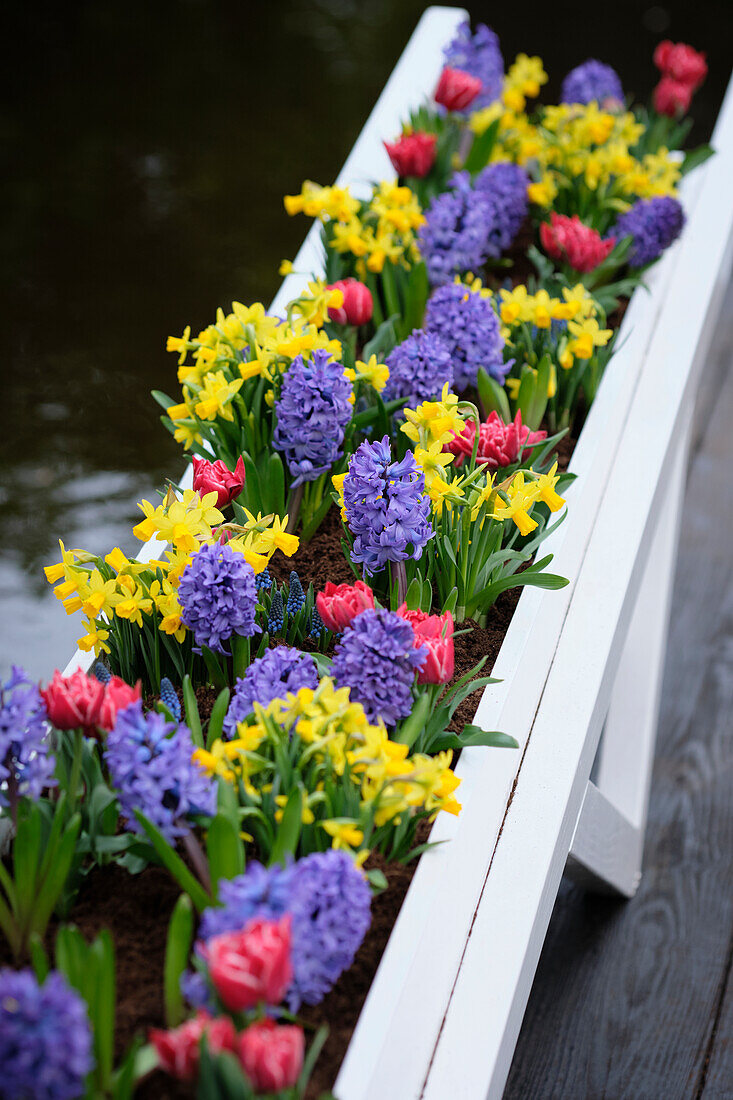 Gemischte Frühlingsblumen