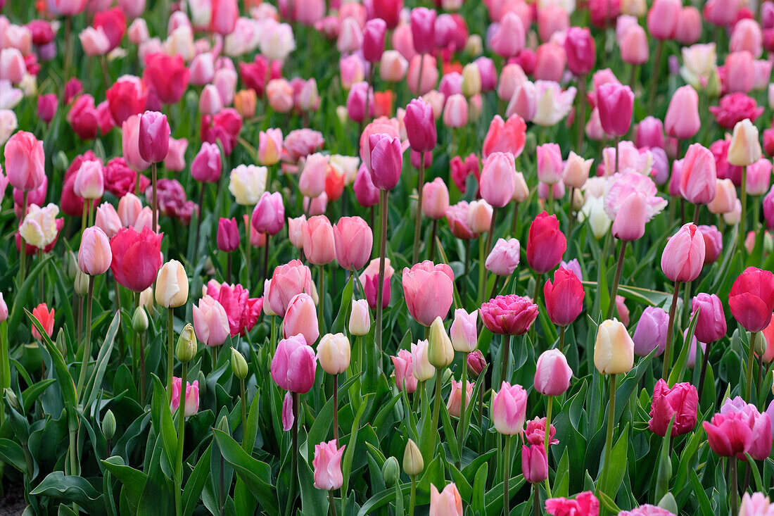 Mixed pink tulips