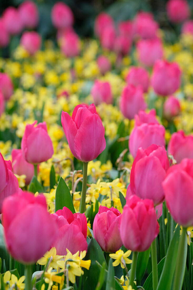 Narcissus Tete a Tete,Tulipa Lady van Eijk