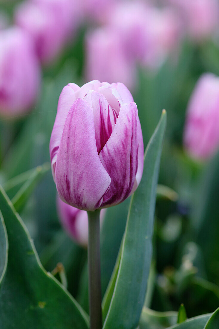 Tulpe (Tulipa) 'Striped Flag'