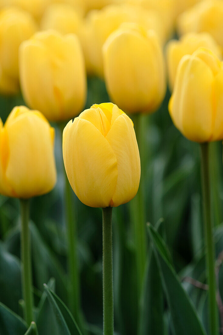 Tulpe (Tulipa) 'Novi Sun'
