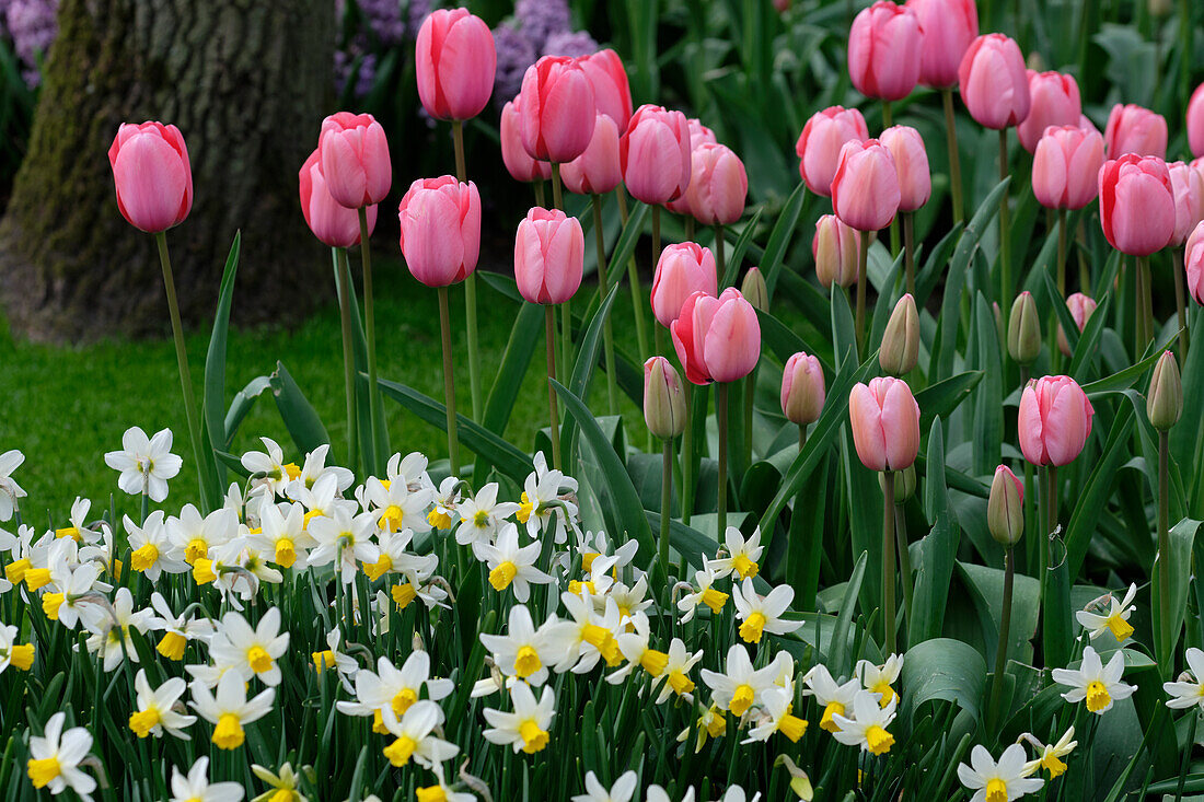 Tulpe (Tulipa) 'Pink Impression', Narzisse (Narcissus) 'Jack Snipe'