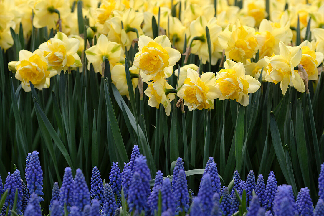 Narcissus,Muscari