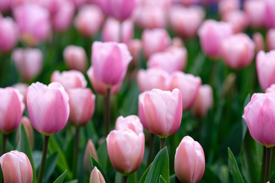 Tulipa Supermodel