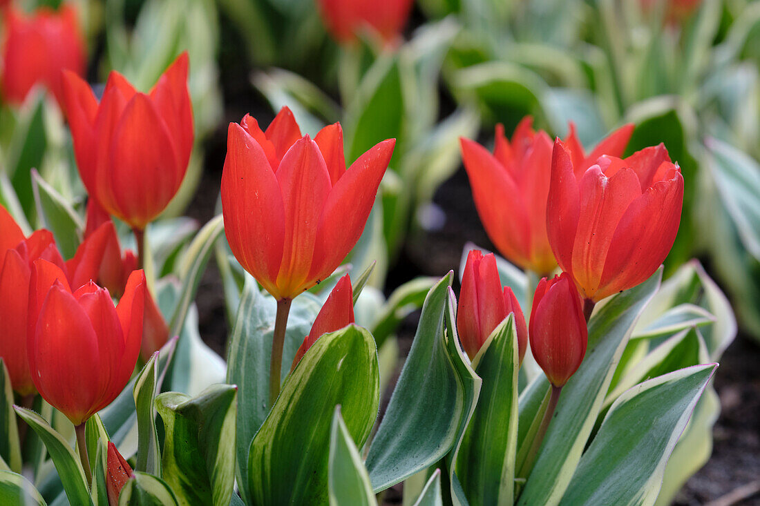 Tulpe (Tulipa praestans) 'Unicum'