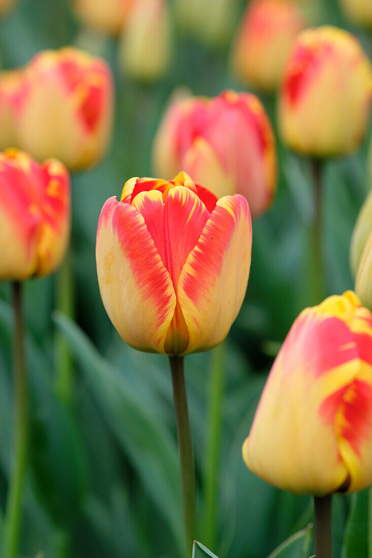 Tulipa Banja Luka