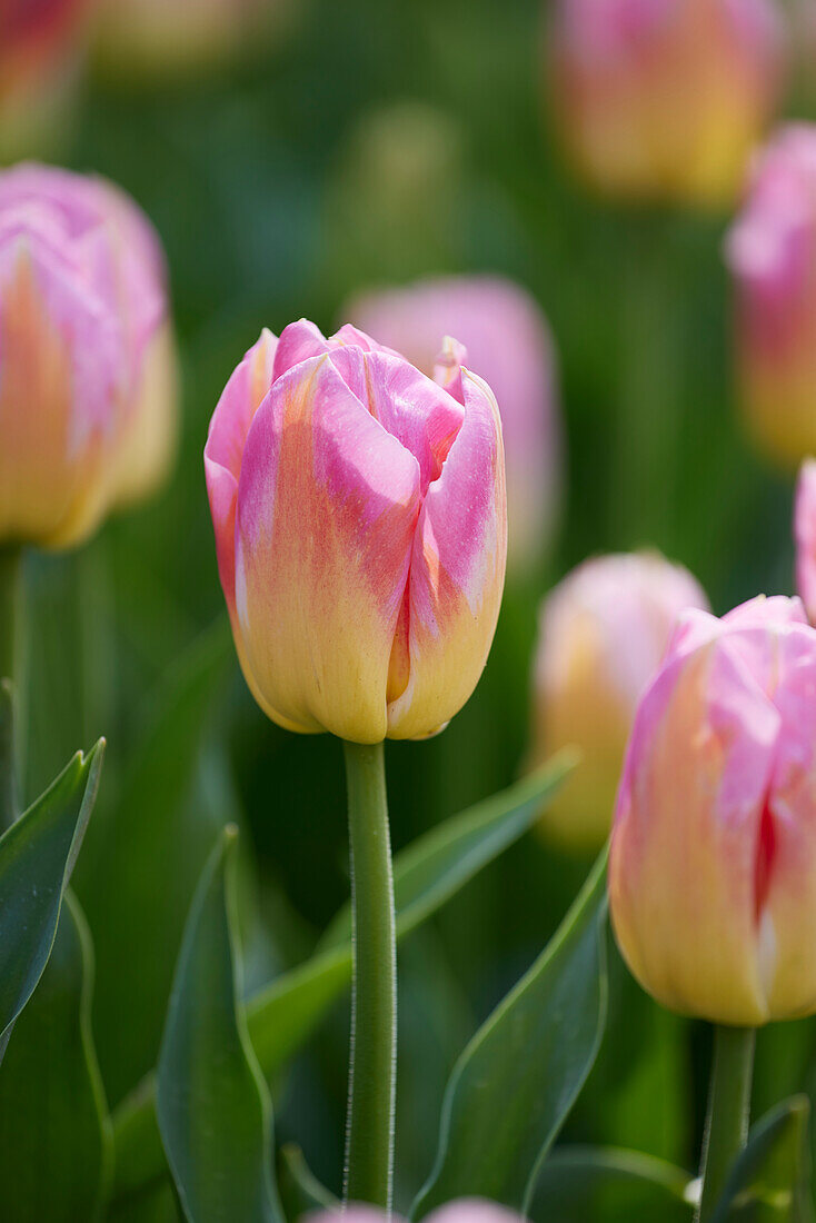 Tulpe (Tulipa) 'Tom Pouce'