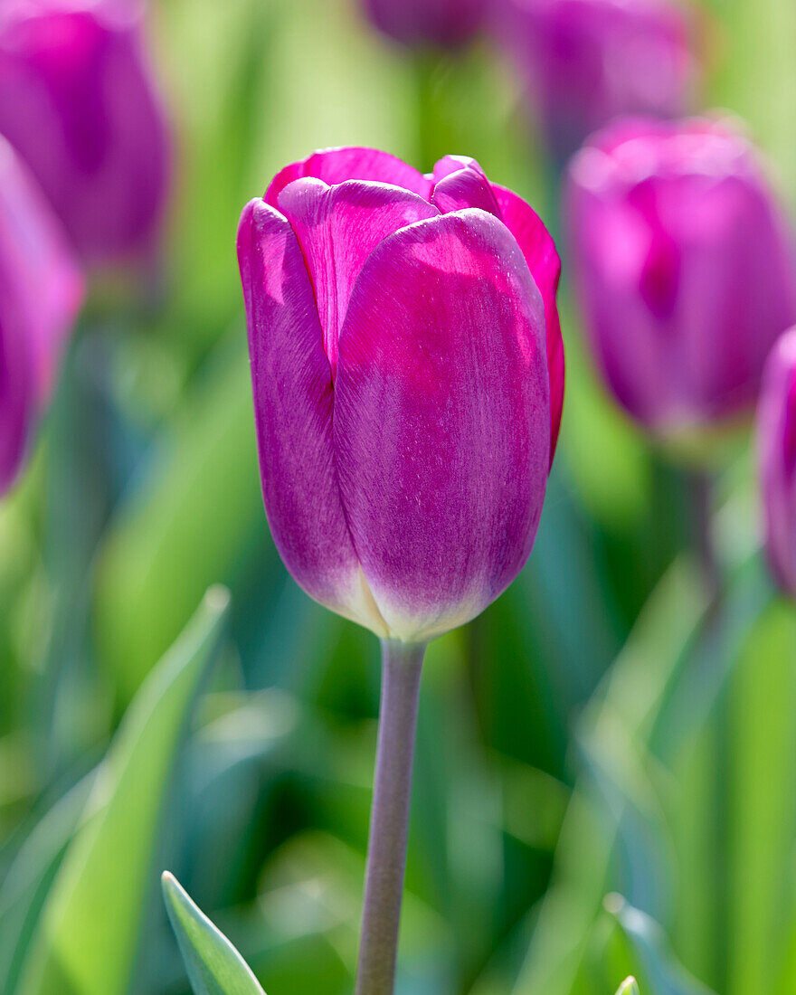 Tulipa Roeska