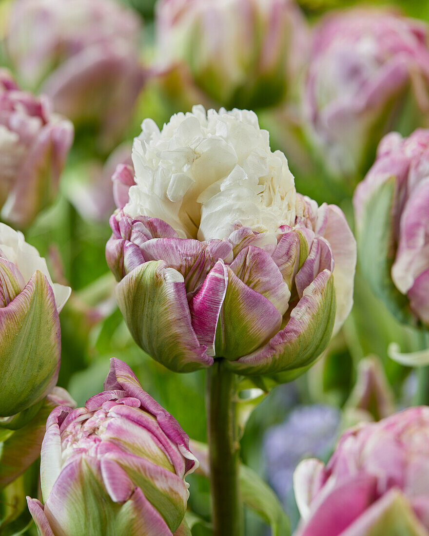 Tulpe (Tulipa) 'Ice Tea'