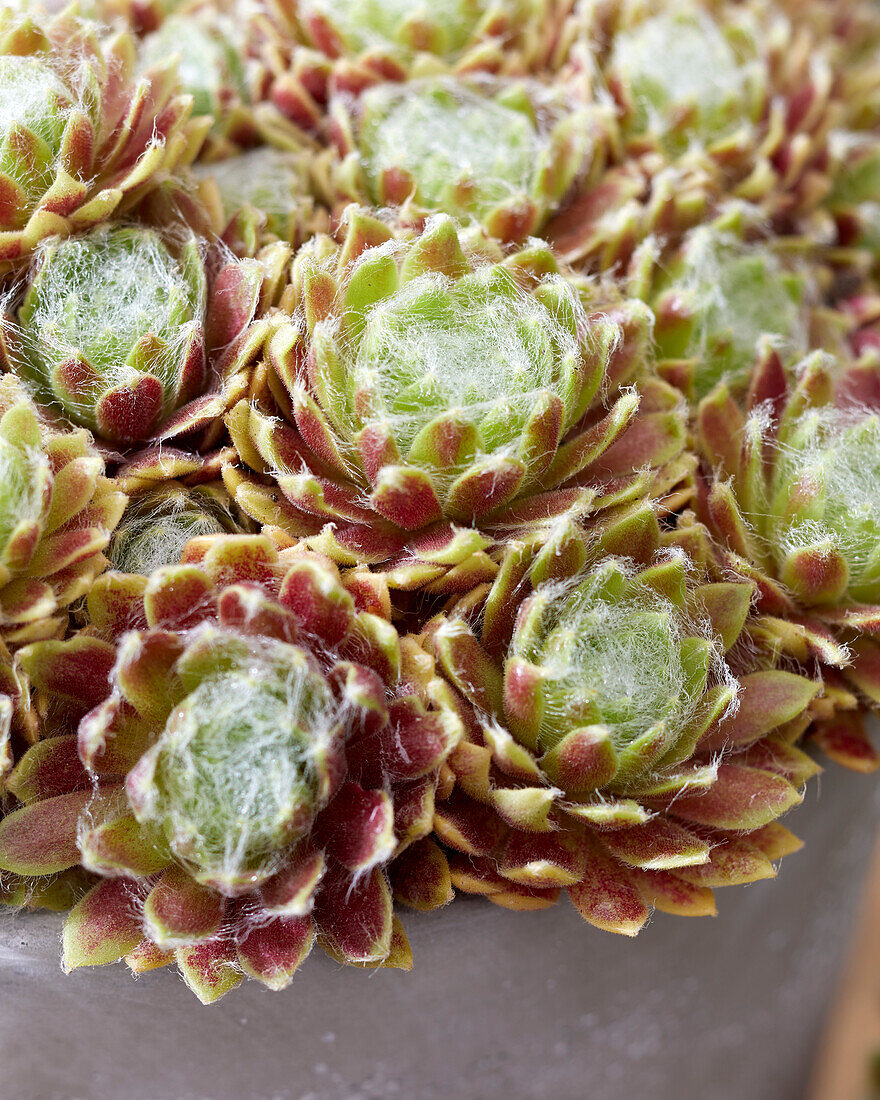 Sempervivum Lemon Flare