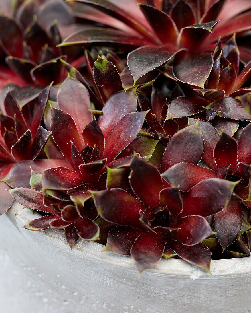 Sempervivum Coconut Chrystal