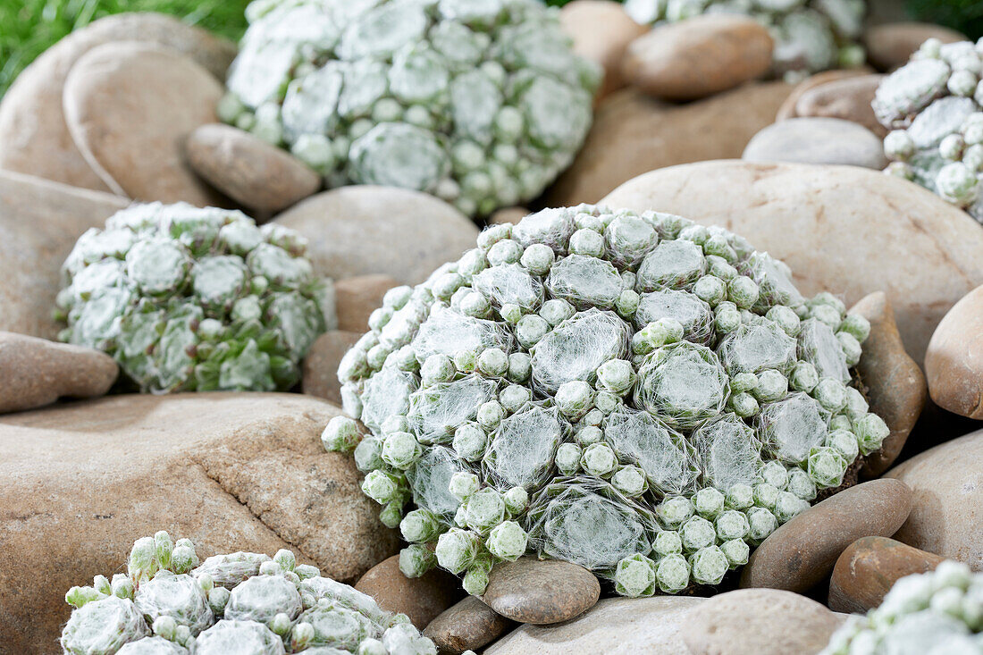 Sempervivum Arctic White