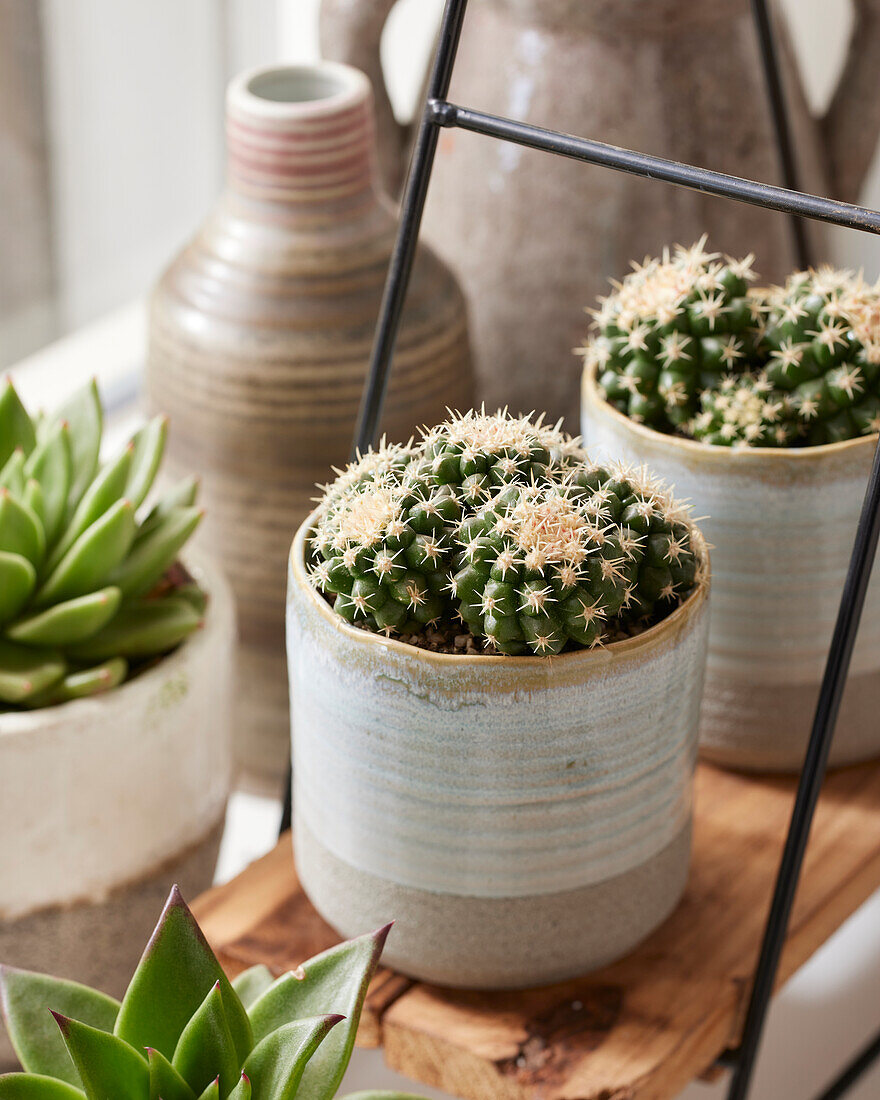 Echinocactus grusonii var. brevispinus