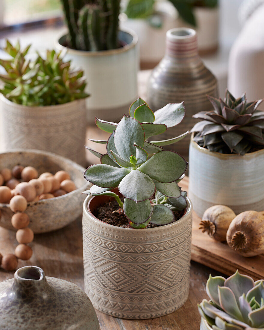 Cotyledon Green Ear