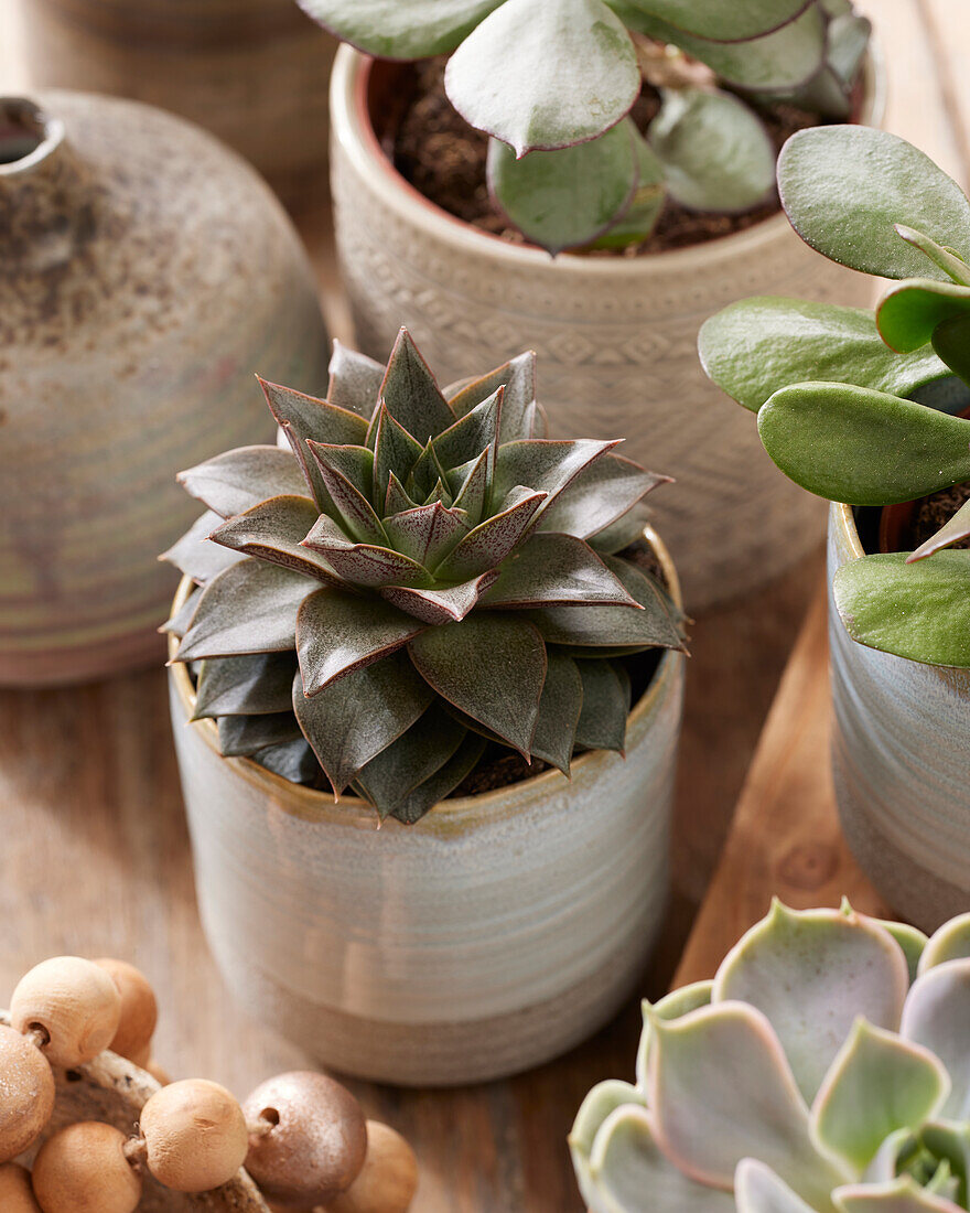 Echeveria purpusorum