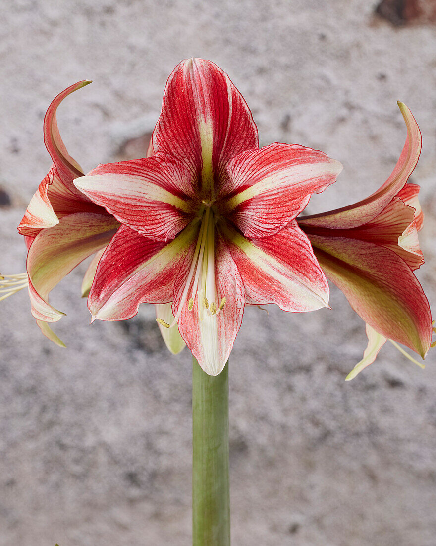 Hippeastrum Opal Star