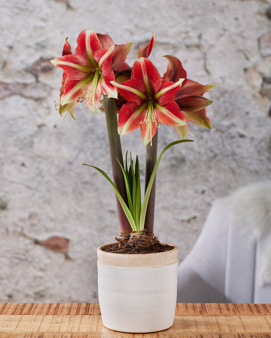 Hippeastrum Ruby Star