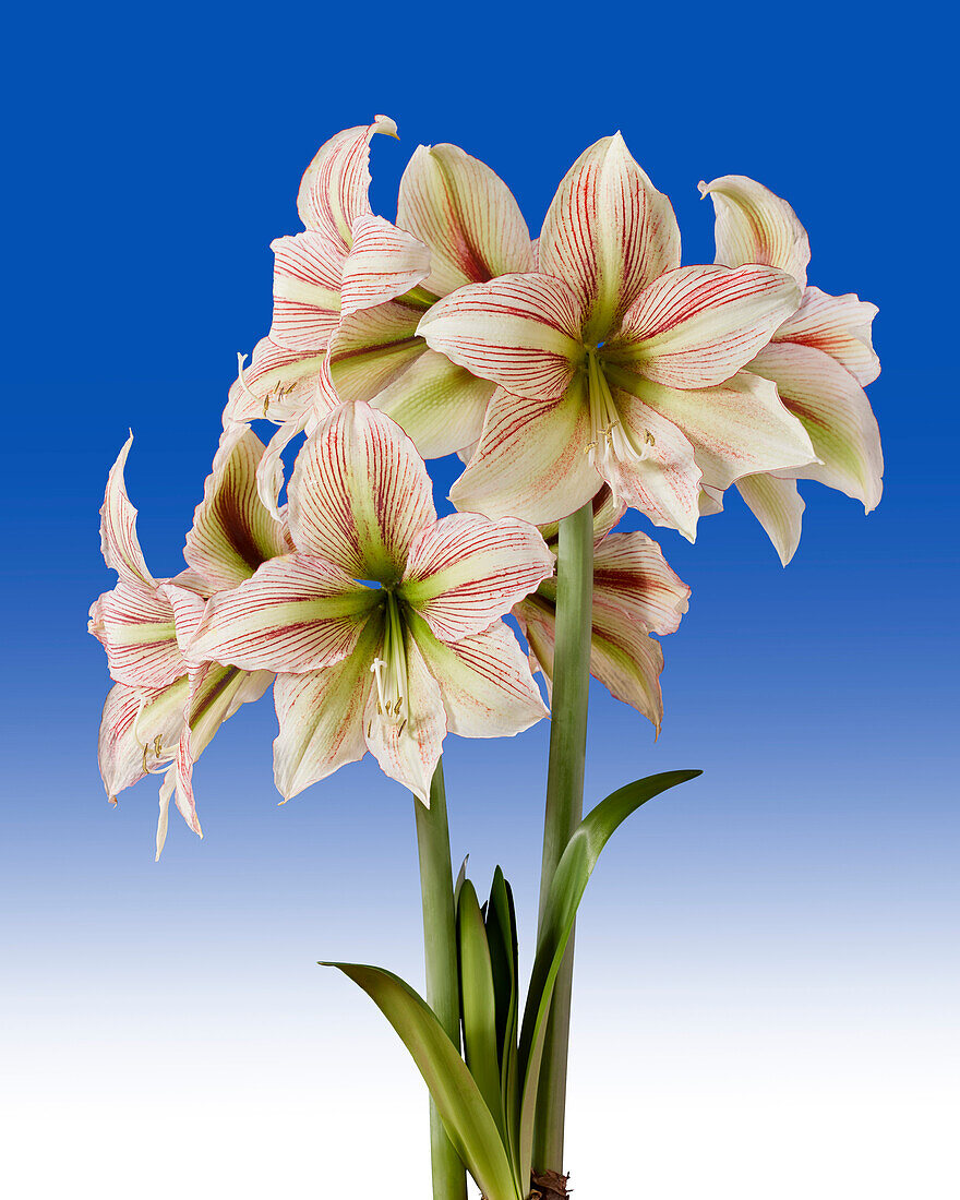 Hippeastrum