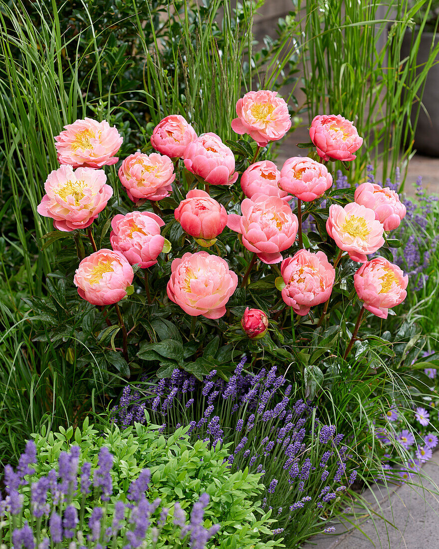 Paeonia Pink Hawaiian Coral