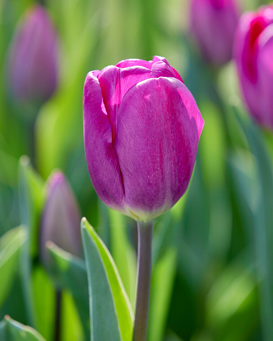 Tulpe (Tulipa) 'Roeska'