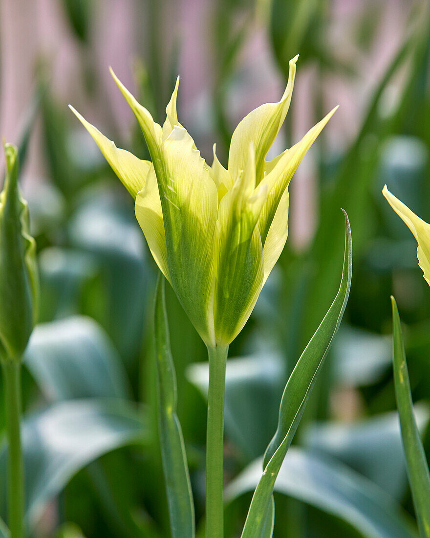 Tulipa lily-flowered