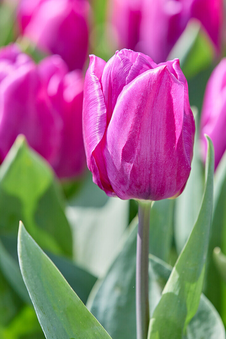 Tulipa Purple Prince