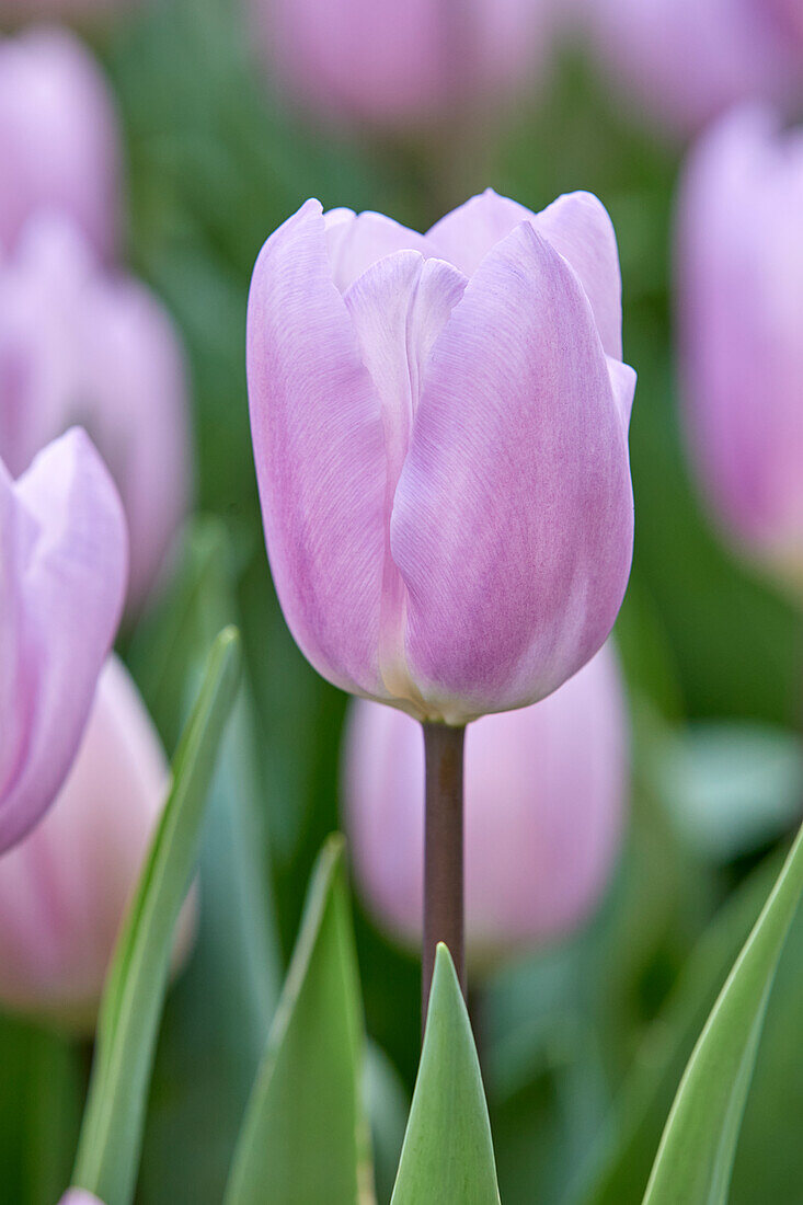 Tulipa Paradero