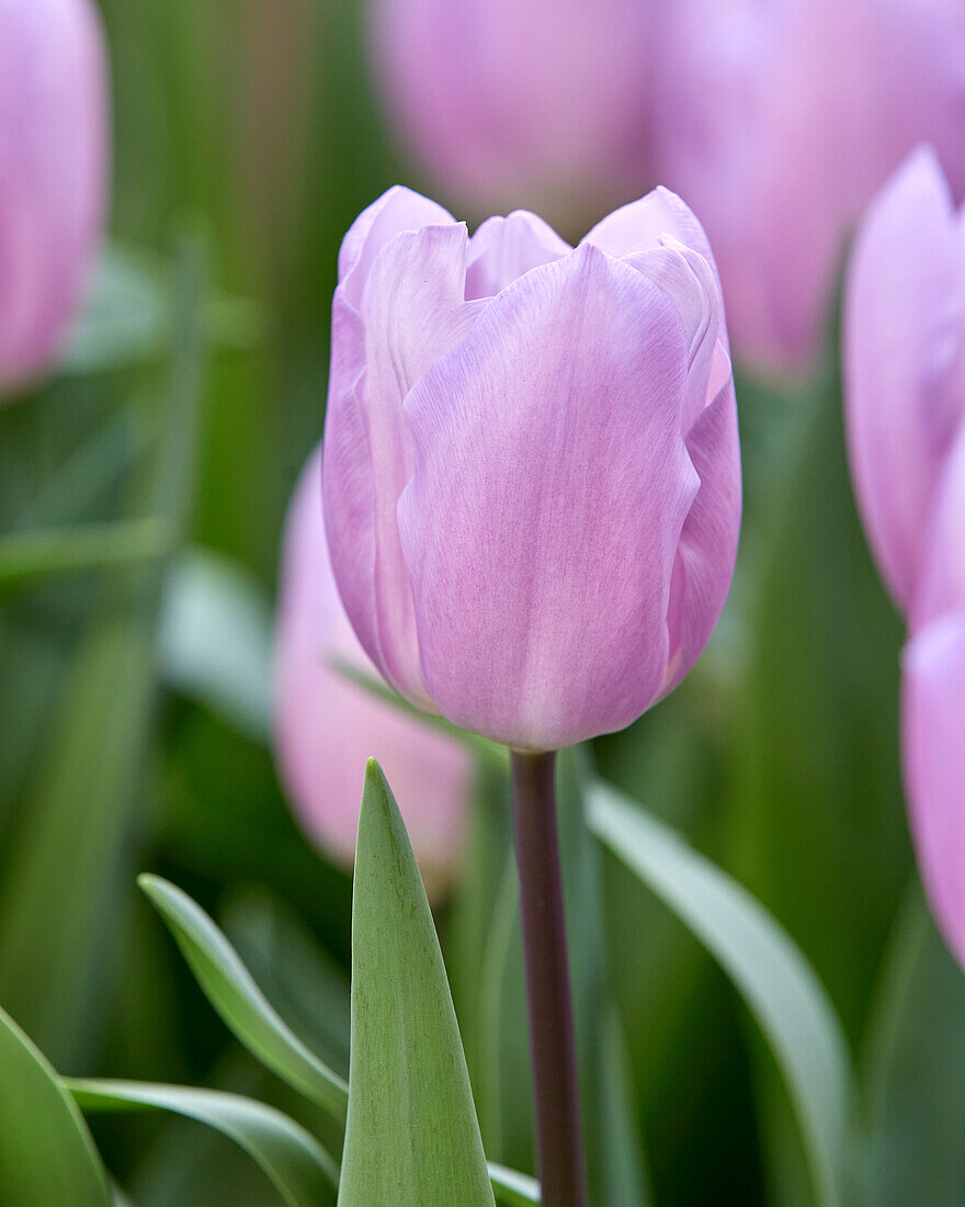 Tulipa Paradero