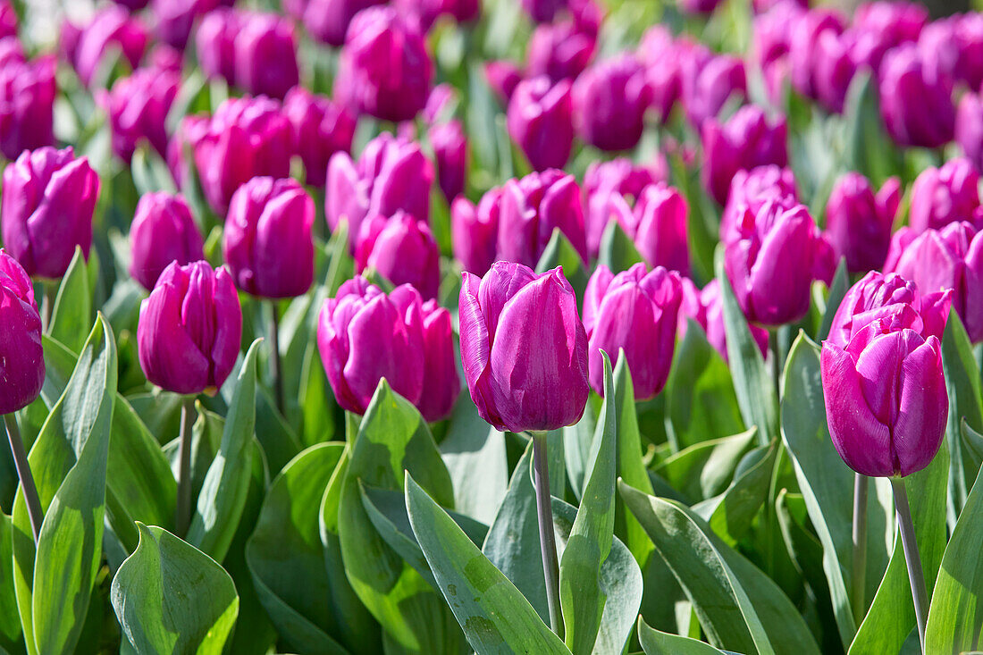 Tulipa Purple Prince