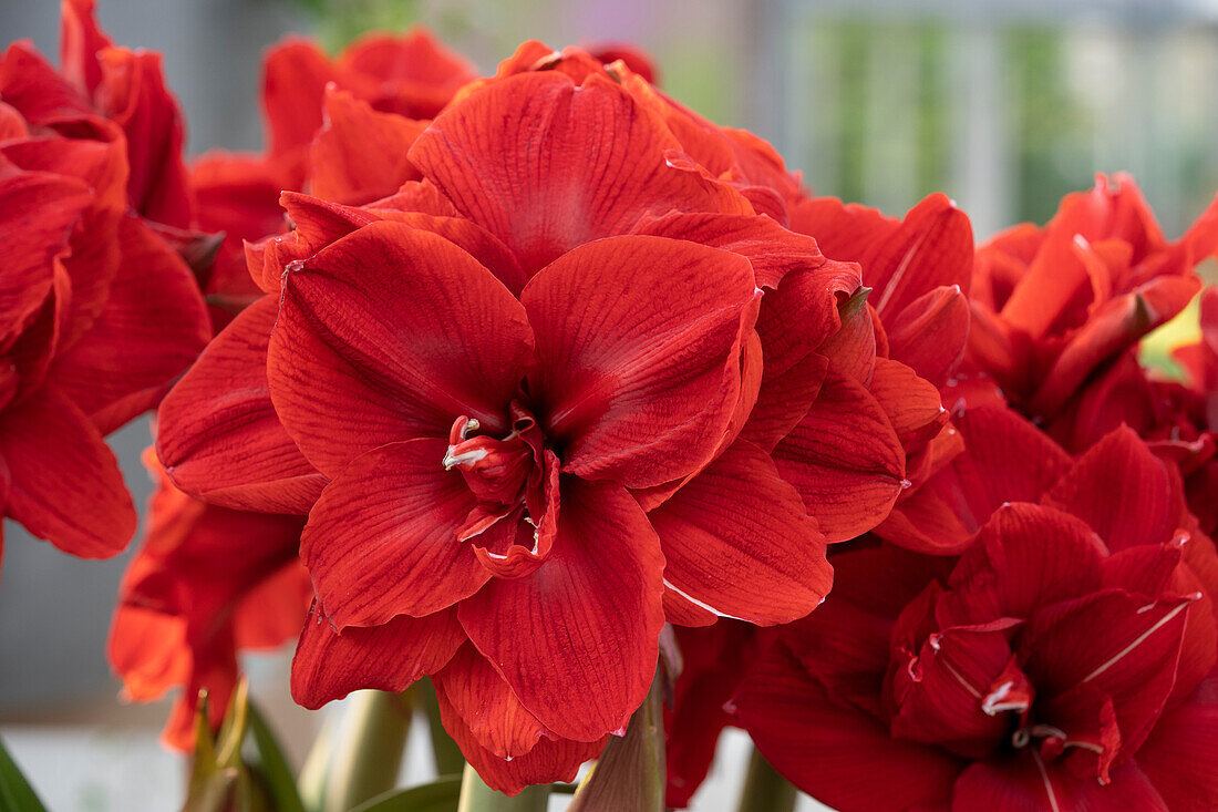 Hippeastrum Red Toro