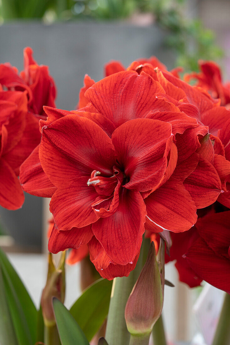 Ritterstern, auch Amaryllis (Hippeastrum) 'Red Toro'