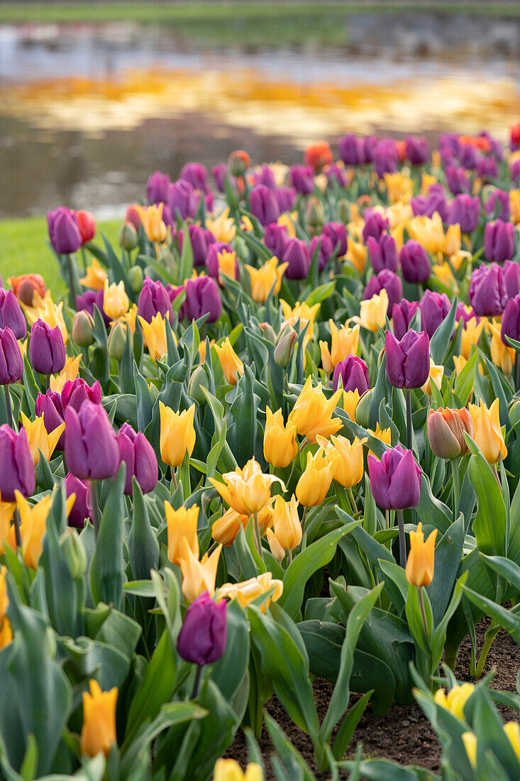 Tulpe (Tulipa) 'Passionale', 'Shogun'