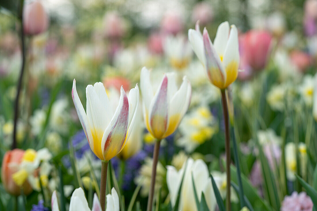 Tulipa Ice Stick