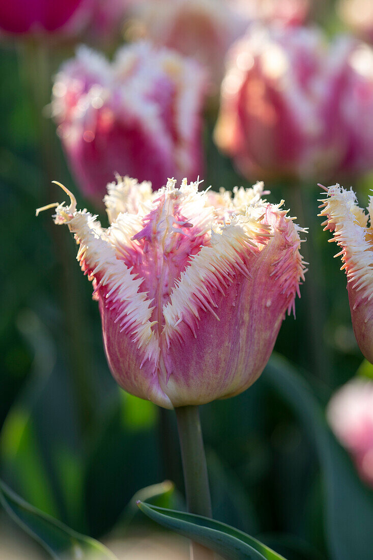 Tulpe (Tulipa) 'Hawaii'