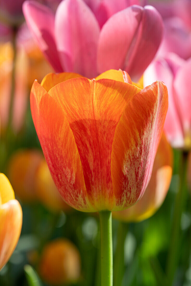 Tulpe (Tulipa) 'Paintbrush'