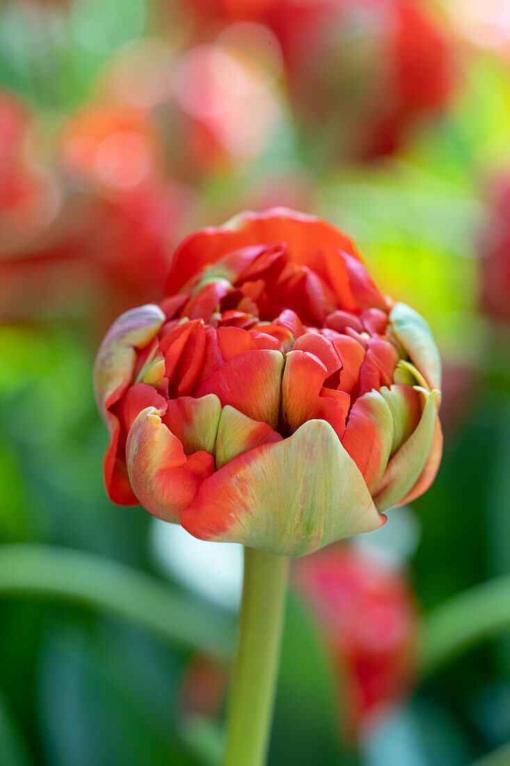 Tulpe (Tulipa) 'Miranda'