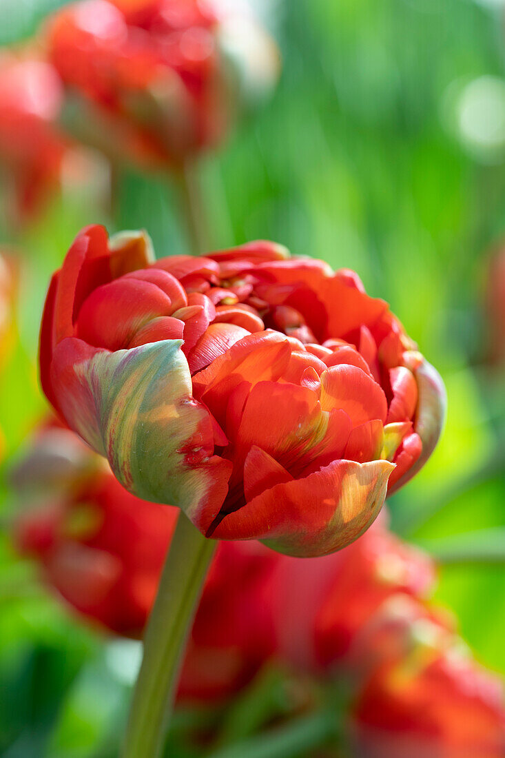 Tulipa Miranda