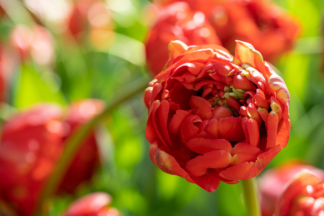 Tulpe (Tulipa) 'Miranda'