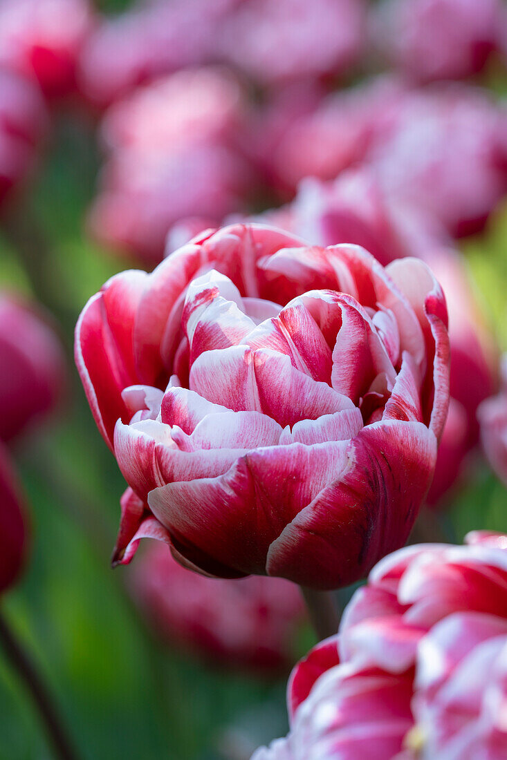 Tulpe (Tulipa) 'Drumline'