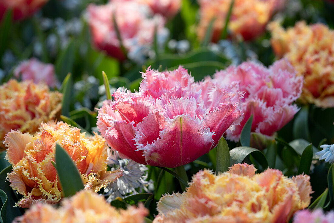 Tulpe (Tulipa) 'Queensland', 'Brisbane'