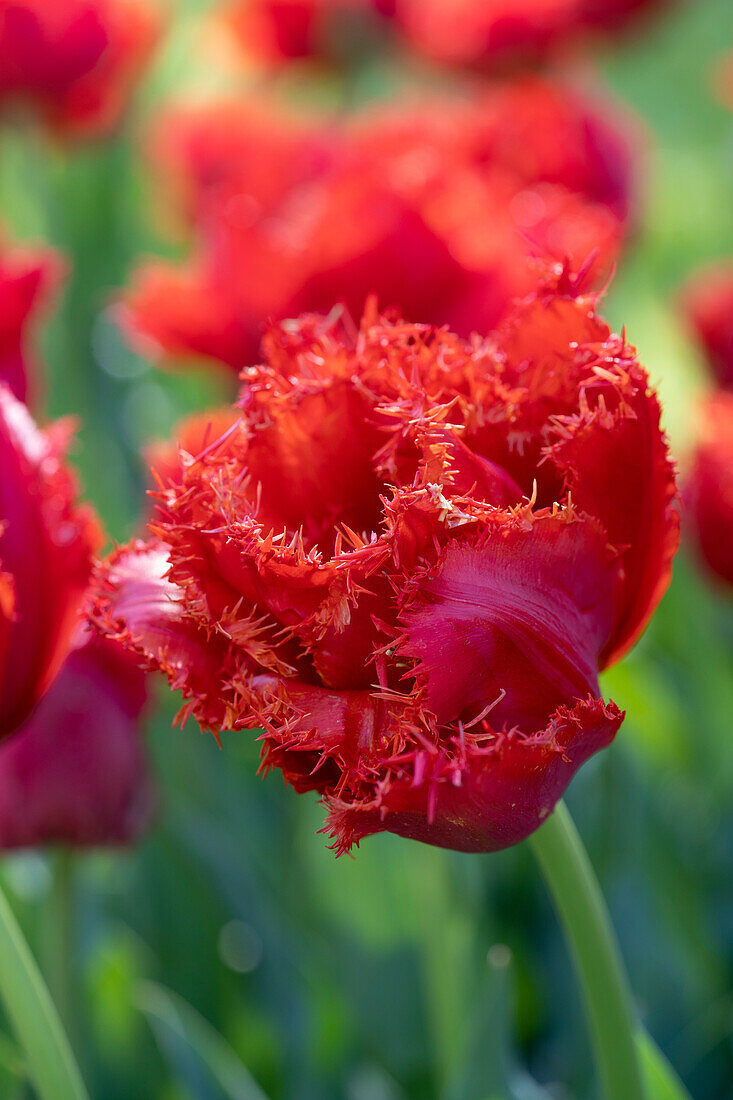 Tulipa Mi Amor