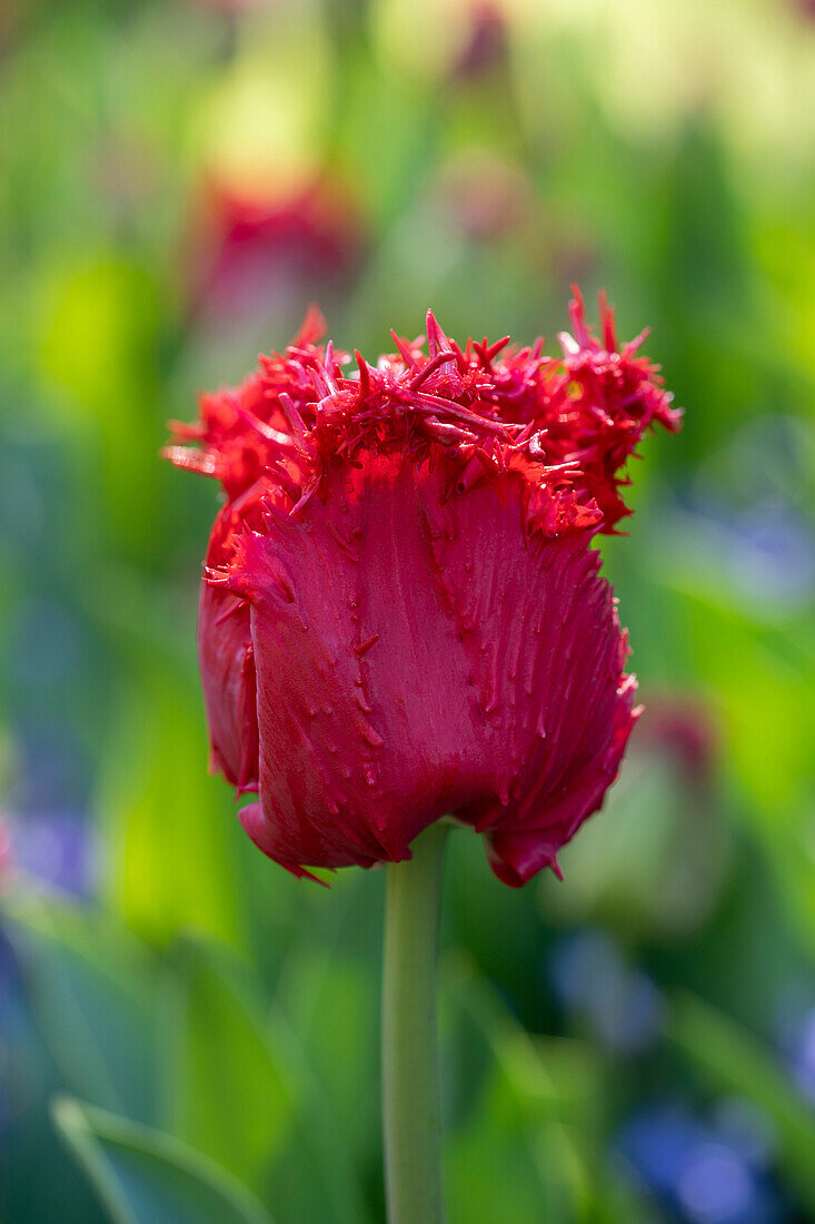 Tulpe (Tulipa) 'Barbados'