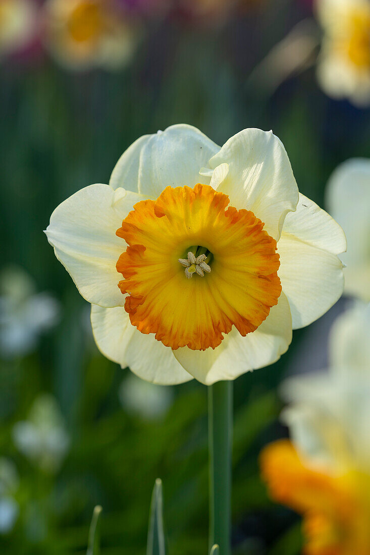 Narzisse (Narcissus) 'Velasques'