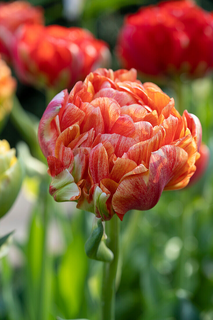 Tulipa Gudoshnik Double