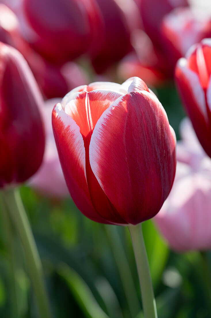 Tulpe (Tulipa) 'Holland America'